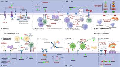 The protective role of the microenvironment in hairy cell leukemia treatment: Facts and perspectives